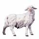 Schaap/Rechts Kijkend : houtsnijwerk kerstgroep Ulrich 15 cm 