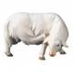 Schaap voor kerstfiguren van 16 cm Gekleurd 