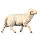 Schaap Lopend : houtsnijwerk kerstgroep Ulrich 15 cm 