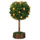 Sinaasappelboom 12 Cm 