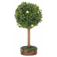 Citronnier 12 Cm