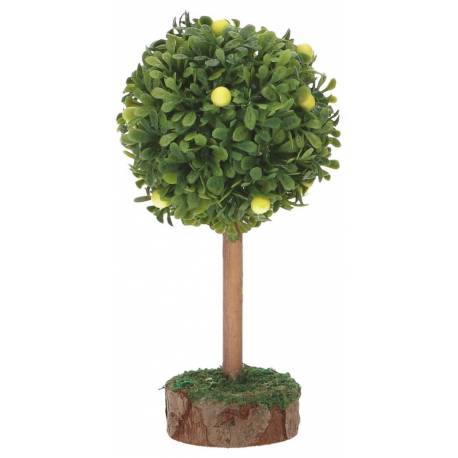 Citronnier 12 Cm