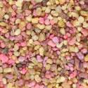 Encens Nazareth 1 Kg