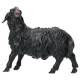 Zwarte Schaap/Kijkend : houtsnijwerk kerstgroep Ulrich 15 cm 