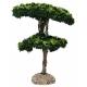 Provencaalse decor Maritieme pijnboom 