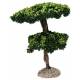 Provencaalse decor Maritieme pijnboom 