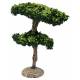 Provencaalse decor Maritieme pijnboom 