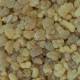 Encens Olibanum 5 Kg