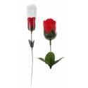Rose sur Tige + Cello - Sans Adhésif
